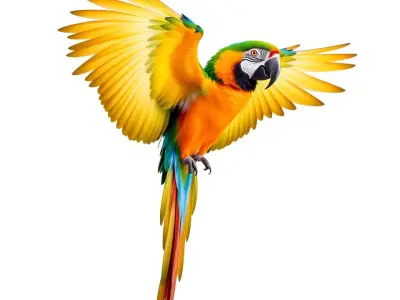 Colorful Parrot model pack Low-poly 3D model