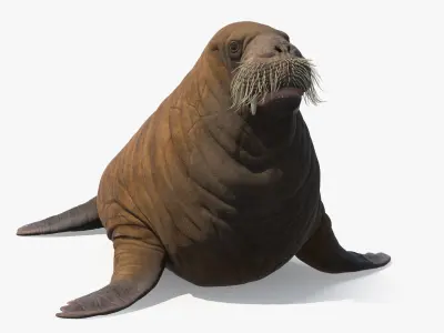  Walking Young Walrus 