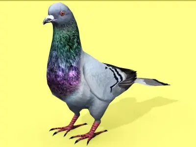 PIGEON ANIMATED Low-poly 3D model