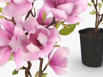 Magnolia Flower Plant in Pot of Soil Pink 3D model