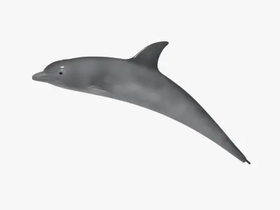 Dolphin sea ocean animal 3d model Low-poly 3D model