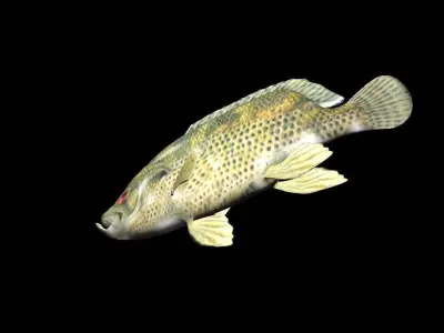 Rock Bass fish Low-poly 3D model