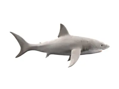Shark Fish 3D model
