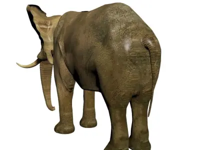 Elephant with tusks 3D model purchase