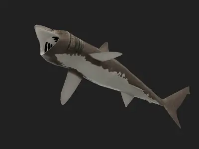 Shark Low-poly 3D model 31