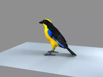 Blue wing mountain tanager close wing Animation with Blend Shape 3D model