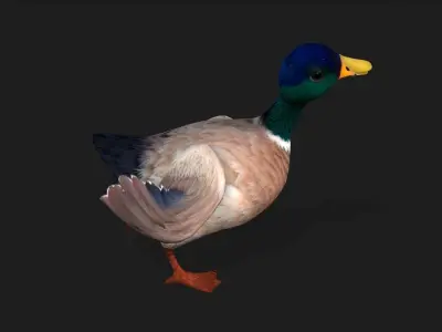 Duck A2 3D model