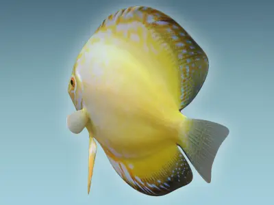 Discus Fish 3D model buy