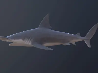 hammerhead shark Low-poly 3D model shop