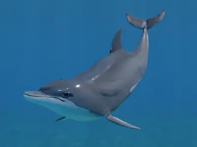 Dolphin Animated Old Low-poly 3D model