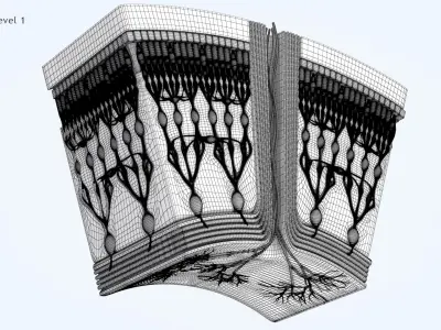 HD Retina in Cross Section 3D model