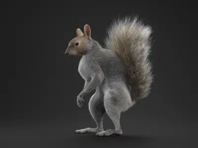Squirrel Standing Gray Fur for Maya 3D model