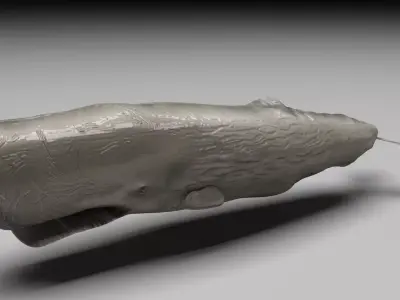 Sperm Whale 3D model shop