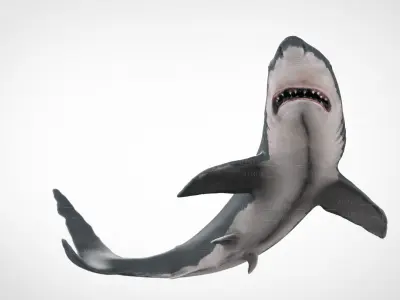 WHITE SHARK 3D model purchase