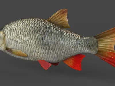 Rudd Fish 3D model purchase