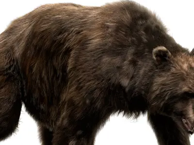  Bear (Fur) (Rigged) 
