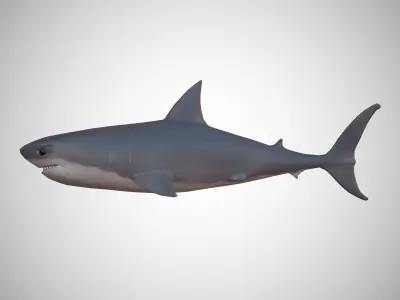 Great White Shark Low-poly 3D model 11
