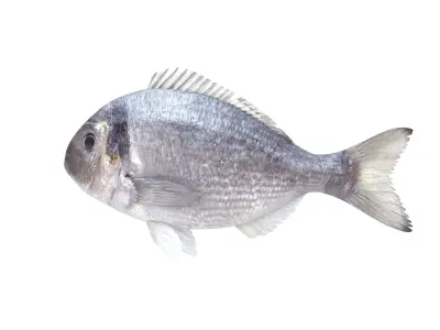 Fish Collection  buy 3D model