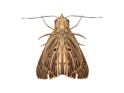 Moth butterfly Low-poly 3D model