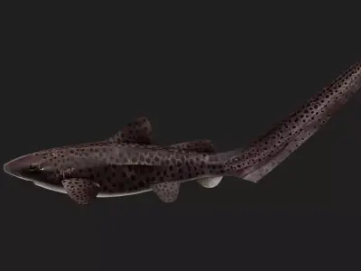 Shark Low-poly 3D model 44