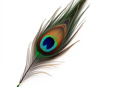 Peacock Feather Detailed Model Pack for Realistic Simulations Low-poly 3D model