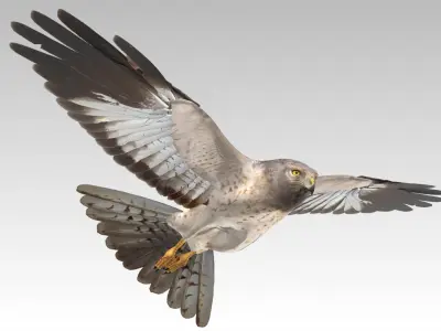 HenHarrier 3D model
