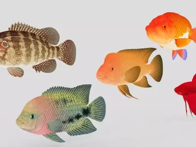 Fish Collection 01 Low-poly 3D model