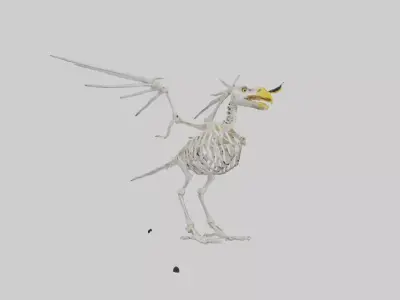Eagle Skeleton model Low-poly 3D model