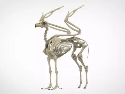 Hippogriff Skeleton 3D model
