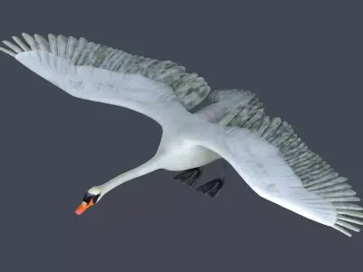 swan bird wildlife nature feather elegant white spread  3D model
