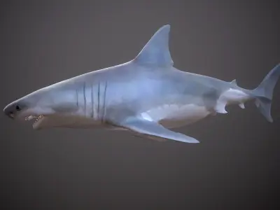 GREAT WHITE SHARK Low-poly 3D model 8