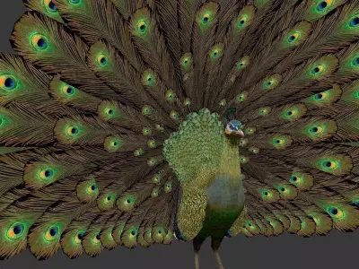 green peacock Low-poly 3D model