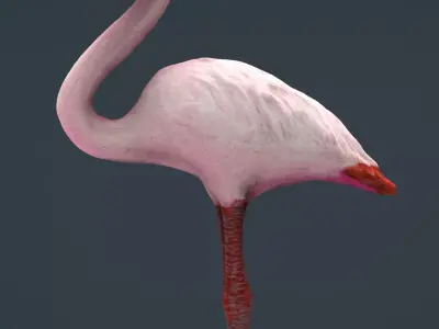 Flamingo Low-poly 3D model buy