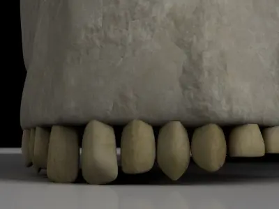 Skull 3D model