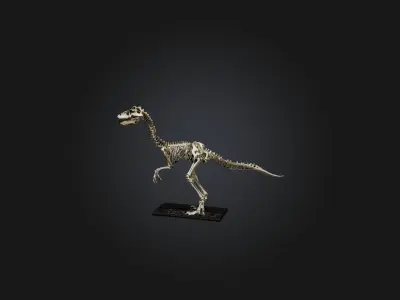 Realistic Velociraptor Skeleton Model Low-poly 3D model