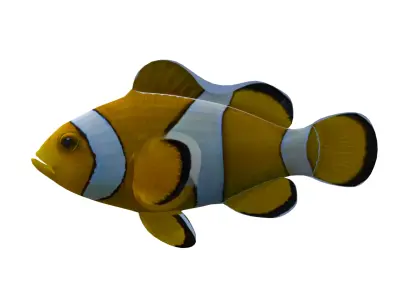 Realistic Clown Fish 3D Model Low-poly 3D model
