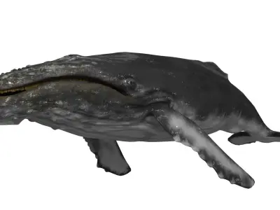 humpback whale  Low-poly 3D model