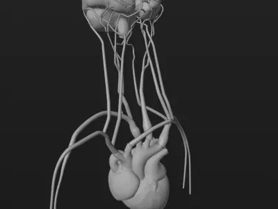 Cerebral Blood Flow Animation Low-poly 3D model