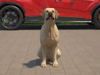 Begging White Labrador Dog Pose Animated Rigged for Cinema 4D 3D model purchase