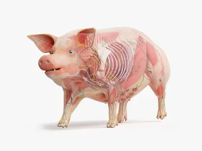  Full Pig Anatomy Animated 