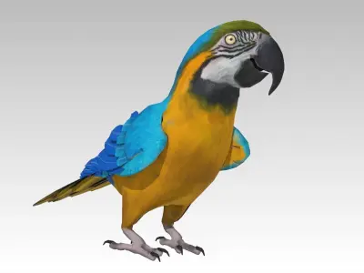 Blue and Yellow Macaw Low-poly 3D model
