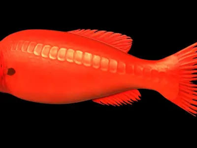 Flabbywhale fish Low-poly 3D model