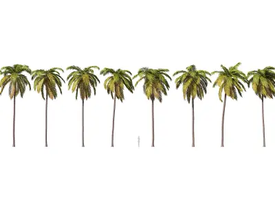 Palms Set 021-030 3D model