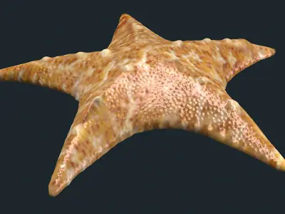 fish Sea Stars Pentagrams sea creatures animals ocean 3D model
