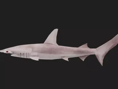 Shark Low-poly 3D model 16