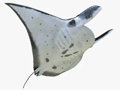Manta Ray Rigged for Maya 3D model