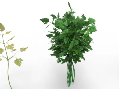 parsley 3D model get