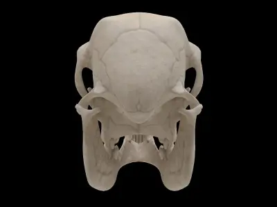 Lamb Skull Low-poly 3D model