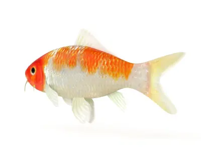 Koi Fish 3D model get