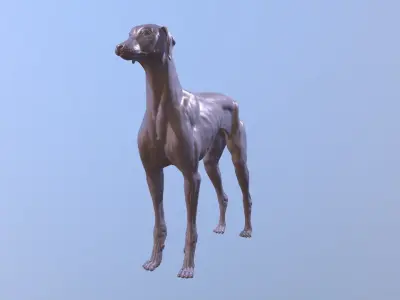 Greyhound Dog Realistic Free 3D model